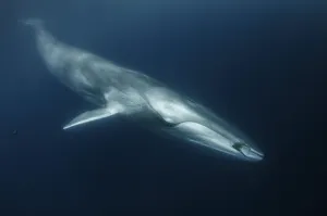 Fin whale (Balaenoptera physalus) with ctenophore in front of its mouth Fin whale (Balaenoptera physalus) with ctenophore in front of its mouth
