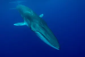 Fin whale (Balaenoptera physalus) near surface. Pico Island, Azores, Portugal. May Fin whale (Balaenoptera physalus) near surface. Pico Island, Azores, Portugal. May