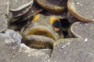 Finespotted Jawfish (Opistognathus punctatus), Bahia Magdalena, Baja California Peninsula Finespotted Jawfish (Opistognathus punctatus), Bahia Magdalena, Baja California Peninsula