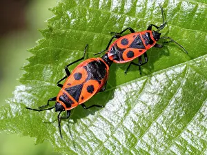 Upper Bavaria Wildlife Prints: Firebugs (Pyrrhocoris apterus) pair, mating on a leaf, Upper Bavaria, Germany. May