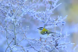 Firecrest (Regulus ignicapillus) perched on a frozen branch, Cadiz, Andalusia, Spain, January Firecrest (Regulus ignicapillus) perched on a frozen branch, Cadiz, Andalusia, Spain, January