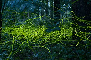 Firefly (Lamprohiza splendidula) light trails of males in forest, Bavaria, Germany. July Firefly (Lamprohiza splendidula) light trails of males in forest, Bavaria, Germany. July