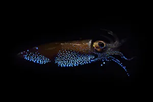 Firefly squid (Watasenia scintillans) emitting light from photophores, Toyama Bay, Japan Firefly squid (Watasenia scintillans) emitting light from photophores, Toyama Bay, Japan