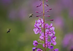 Fireweed (Chamerion angustifolium angustifolium) with bees in flight Fireweed (Chamerion angustifolium angustifolium) with bees in flight