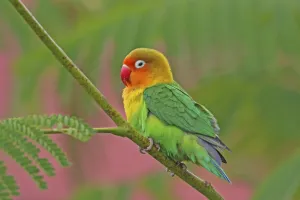 Fischers Lovebird (Agapornis fischeri) perched in tree in lodge garden, Lake Manyara Fischers Lovebird (Agapornis fischeri) perched in tree in lodge garden, Lake Manyara