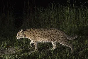 Fishing cat (Prionailurus viverrinus) walking along a path, Dudhwa National Park Fishing cat (Prionailurus viverrinus) walking along a path, Dudhwa National Park