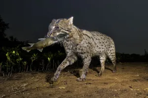 2019 december highlights/fishing cat prionailurus viverrinus 2019 december highlights/fishing cat prionailurus viverrinus