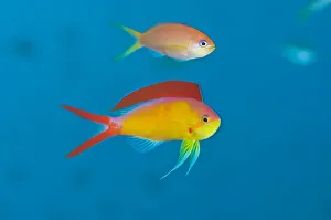 Flame anthias (Pseudanthias ignitus) displaying to the more drab female (above) during Flame anthias (Pseudanthias ignitus) displaying to the more drab female (above) during