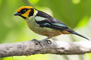Flame-faced tanager (Tangara parzudakii), Ecuador Flame-faced tanager (Tangara parzudakii), Ecuador