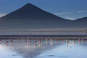 Flamingos on Laguna / Lake Colorado at dawn, Eduardo Avaroa Andean Fauna National Reserve Flamingos on Laguna / Lake Colorado at dawn, Eduardo Avaroa Andean Fauna National Reserve