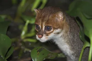 Flat-headed cat (Prionailurus planiceps) hunting frogs at night. Menanggol River, Sabah Flat-headed cat (Prionailurus planiceps) hunting frogs at night. Menanggol River, Sabah