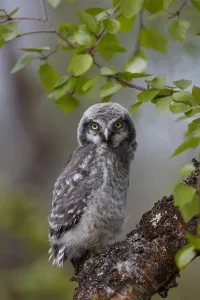 Fledgling Northern Hawk Owl (Surnia ulula). Finland. June Fledgling Northern Hawk Owl (Surnia ulula). Finland. June