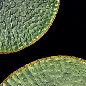 Floating leaves of Giant water lily (Victoria amazonica). Northern Pantanal, Cuiaba River Floating leaves of Giant water lily (Victoria amazonica). Northern Pantanal, Cuiaba River