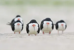 Flock of adult Black skimmers (Rynchops niger), in breeding plumage, resting on a beach Flock of adult Black skimmers (Rynchops niger), in breeding plumage, resting on a beach