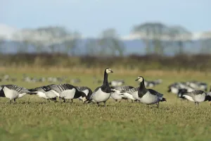 Flock of Barnacle geese (Branta leucopsis) feeding on grazing marshes, Caerlaverock WWT Flock of Barnacle geese (Branta leucopsis) feeding on grazing marshes, Caerlaverock WWT