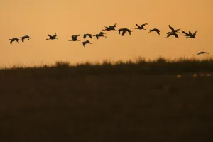 Flock of Demoiselle cranes (Anthropoides virgo) in flight at sunrise, Bagerova Steppe Flock of Demoiselle cranes (Anthropoides virgo) in flight at sunrise, Bagerova Steppe