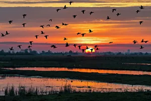 Flock of ducks silhouetted against sunset flying over field in winter in the Uitkerkse Flock of ducks silhouetted against sunset flying over field in winter in the Uitkerkse