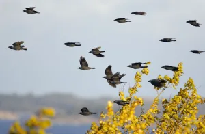 Flock of Eurasian Jackdaw (Corvus monedula) in flight, migration, Hanko, Finland, October Flock of Eurasian Jackdaw (Corvus monedula) in flight, migration, Hanko, Finland, October