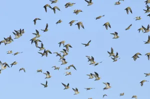 Flock of Golden plover (Pluvialis apricaria) in flight, Oare Marshes, Kent, England, UK Flock of Golden plover (Pluvialis apricaria) in flight, Oare Marshes, Kent, England, UK