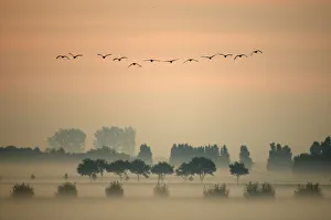 A flock of Greylag Goose (Anser anser) flying in formation above misty fields. The Netherlands A flock of Greylag Goose (Anser anser) flying in formation above misty fields. The Netherlands