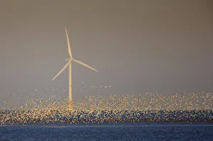 Flock of Knot (Calidris canuta) over sea with wind turbine. Liverpool Bay, UK, December Flock of Knot (Calidris canuta) over sea with wind turbine. Liverpool Bay, UK, December