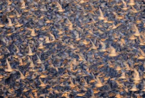 Flock of Knot (Calidris canuta) taking flight. Snettisham, UK, January Flock of Knot (Calidris canuta) taking flight. Snettisham, UK, January