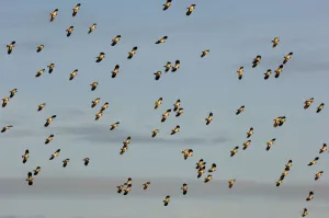 Flock of Lapwing (Vanellus vanellus) in flight, turning together in evening light Flock of Lapwing (Vanellus vanellus) in flight, turning together in evening light