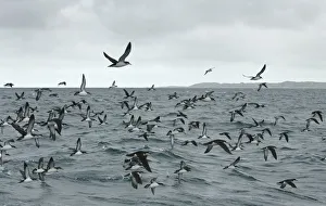 Flock of Manx shearwaters (Puffinus puffinus) in flight over sea, near Ardnamurchan Point Flock of Manx shearwaters (Puffinus puffinus) in flight over sea, near Ardnamurchan Point
