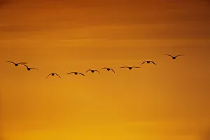 Flock of Pink-footed geese (Anser brachyrhynchus) flying on migration at sunset, Martin Mere WWT Flock of Pink-footed geese (Anser brachyrhynchus) flying on migration at sunset, Martin Mere WWT