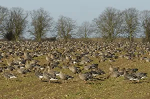 Flock of Pink-footed geese (Anser brachyrhynchus) feeding on sugar beet tops in a field Flock of Pink-footed geese (Anser brachyrhynchus) feeding on sugar beet tops in a field