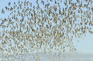 Flock of Red knot (Calidris canutus) in flight at high water on the Wash estuary Flock of Red knot (Calidris canutus) in flight at high water on the Wash estuary