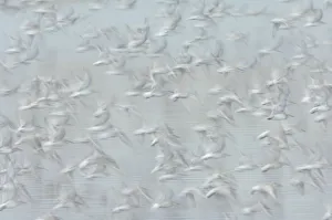 Flock of Red knot (Calidris canutus) in flight, long exposure, winter plumage, Snettisham Flock of Red knot (Calidris canutus) in flight, long exposure, winter plumage, Snettisham