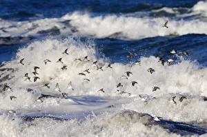 Flock of Sanderling (Calidris alba) flying over a rough sea, Berwickshire Coast, Scotland Flock of Sanderling (Calidris alba) flying over a rough sea, Berwickshire Coast, Scotland
