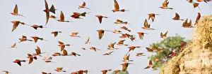 Flock of Southern carmine bee-eaters (Merops nubicoides Flock of Southern carmine bee-eaters (Merops nubicoides