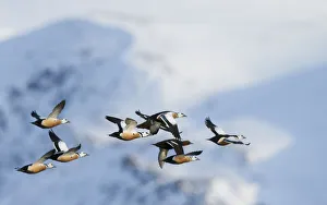 Flock of Stellers eiders (Polysticta stelleri) in flight, Batsfjord, Norway, March Flock of Stellers eiders (Polysticta stelleri) in flight, Batsfjord, Norway, March