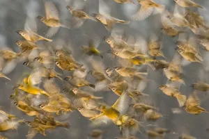 Flock of Tree sparrows (Passer montanus) in flight, with a Greenfinch (Chloris chloris) Flock of Tree sparrows (Passer montanus) in flight, with a Greenfinch (Chloris chloris)