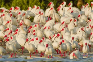 Flock of White ibis (Eudocimus albus) in breeding plumage, at rookery on water's Flock of White ibis (Eudocimus albus) in breeding plumage, at rookery on water's