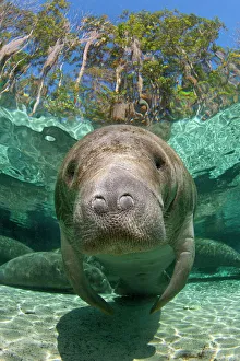 2011 highlights/florida manatee trichechus manatus latirostrus 2011 highlights/florida manatee trichechus manatus latirostrus