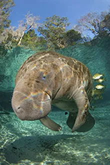 Florida manatee (Trichechus manatus latirostrus) being cleaned by blue gill sunfish Florida manatee (Trichechus manatus latirostrus) being cleaned by blue gill sunfish