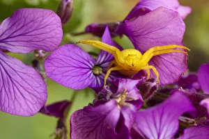 Flower crab spider (Misumena vatia) in hunting pose on Honesty flowers, April, Bristol Flower crab spider (Misumena vatia) in hunting pose on Honesty flowers, April, Bristol