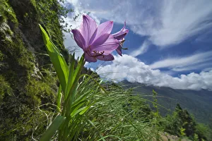 Flower (Notholirion macrophyllum) in mountain habitat, Mt Qomolangma National Park Flower (Notholirion macrophyllum) in mountain habitat, Mt Qomolangma National Park