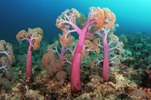 Flower tree soft corals (Umbellulifera sp.), Triton Bay, near Kaimana, West Papua Flower tree soft corals (Umbellulifera sp.), Triton Bay, near Kaimana, West Papua