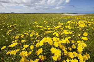 Flowering machair, South Uist, Outer Hebrides, Scotland, UK Flowering machair, South Uist, Outer Hebrides, Scotland, UK