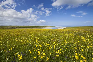 Flowering machair, South Uist, Outer Hebrides, Scotland, UK, July Flowering machair, South Uist, Outer Hebrides, Scotland, UK, July