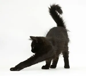 Fluffy black kitten, 12 weeks old, stretching