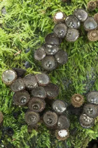 Fluted birds nest fungus (Cyathus striatus) among moss, Sussex, UK. September 2017 Fluted birds nest fungus (Cyathus striatus) among moss, Sussex, UK. September 2017