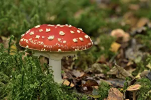 Fly agaric (Amanita muscaria) under birch, Peatlands Park and Annagariff Wood NNR Fly agaric (Amanita muscaria) under birch, Peatlands Park and Annagariff Wood NNR