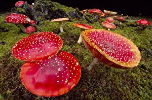 Fly Agaric Fungus (Amanita muscaria) within forestry plantation, Strathspey, Scotland Fly Agaric Fungus (Amanita muscaria) within forestry plantation, Strathspey, Scotland