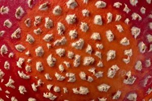 Fly agaric fungus (Amanita muscaria) cap detail. Peak DIstrict National Park, Derbyshire, UK Fly agaric fungus (Amanita muscaria) cap detail. Peak DIstrict National Park, Derbyshire, UK