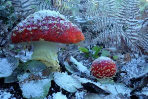 Fly agaric mushrooms (Amanita muscaria) in snow, Los Alcornocales Natural Park Fly agaric mushrooms (Amanita muscaria) in snow, Los Alcornocales Natural Park